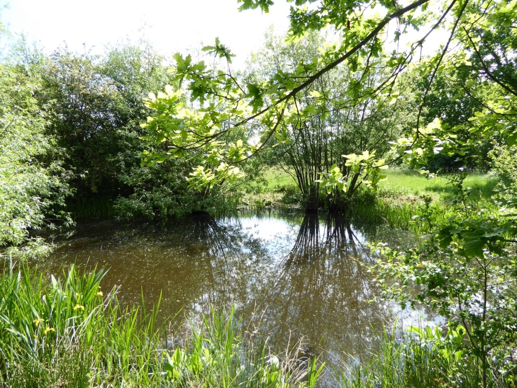 A pond at Marden Meadowt
