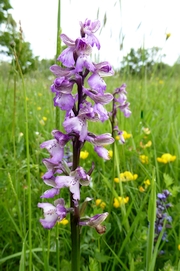 Purple Orchid