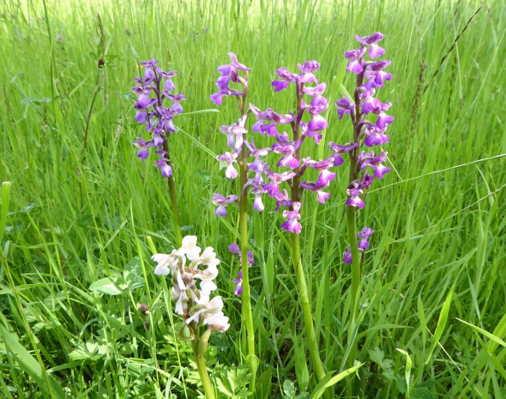 variety-of-colours-of-green-veined-orchid-green-winged-lores2