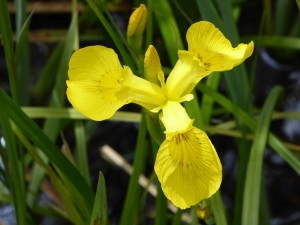 Flag iris